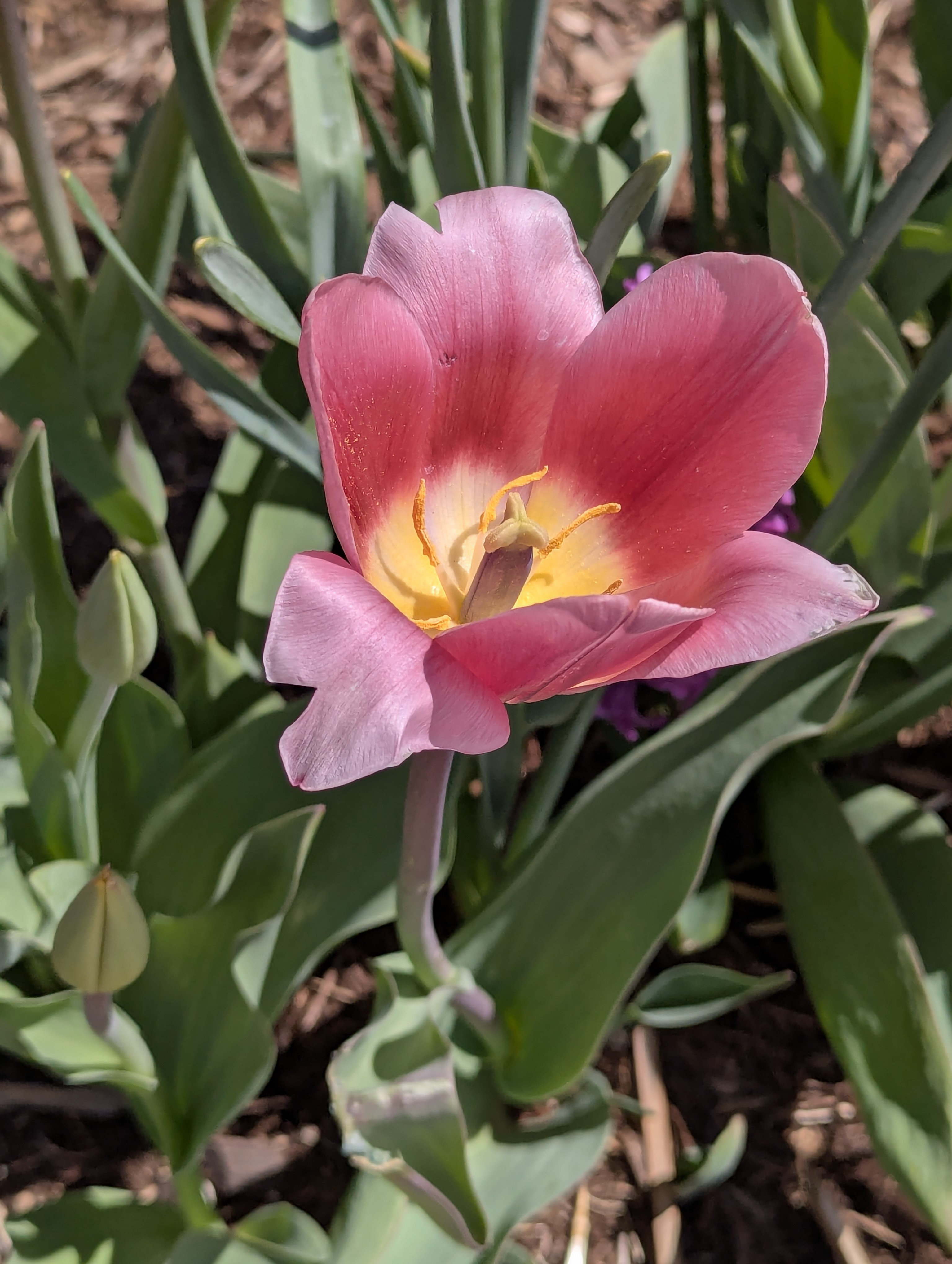 Garden, Flowers, Morrison, Colorado